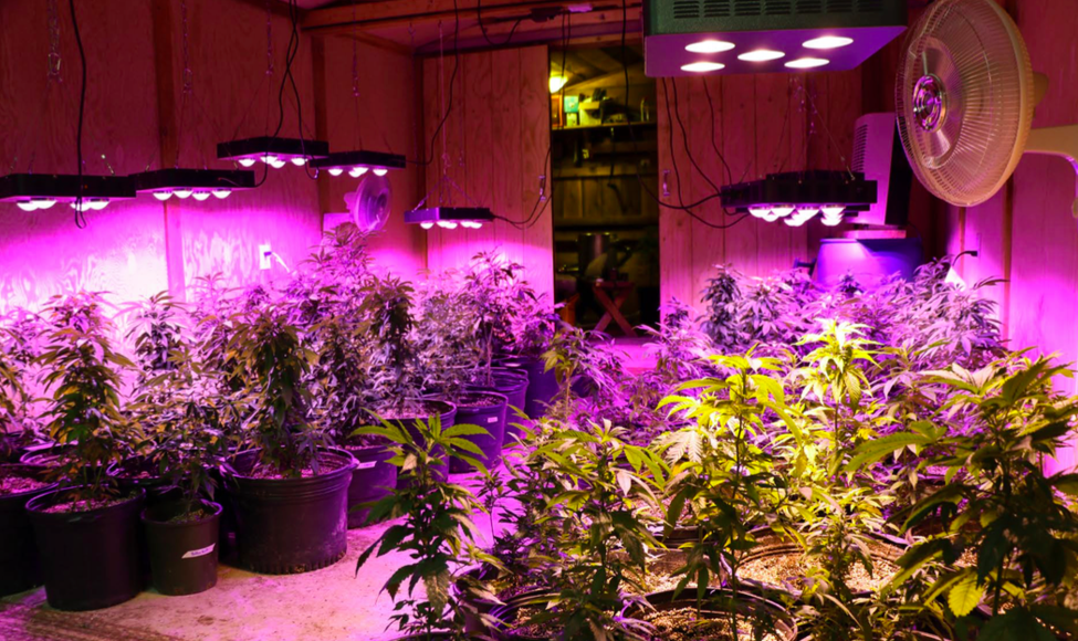 Cannabis light set-up