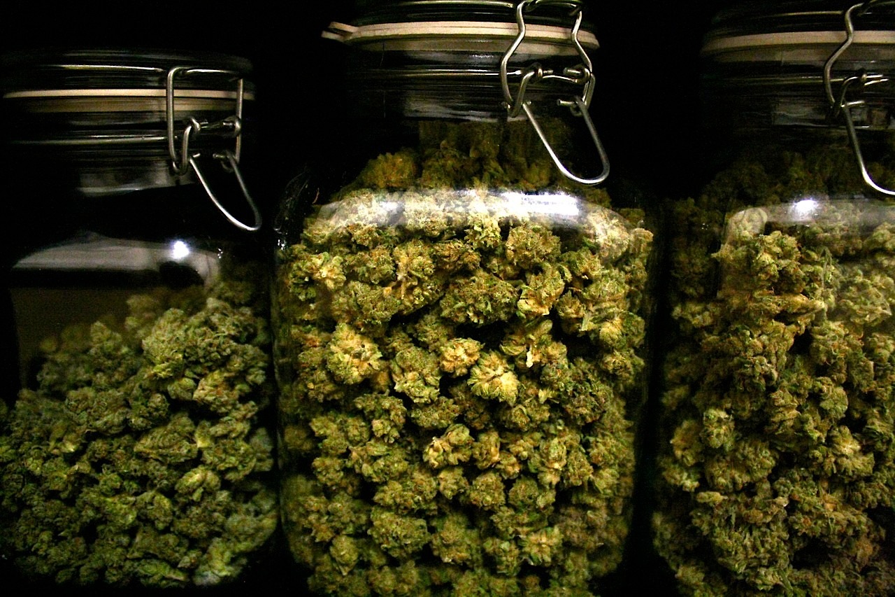 Marijuana curing in jars