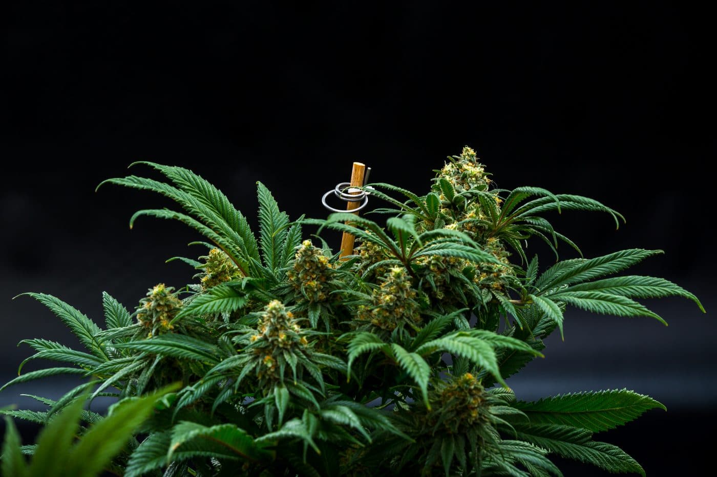 cannabis grow limits
