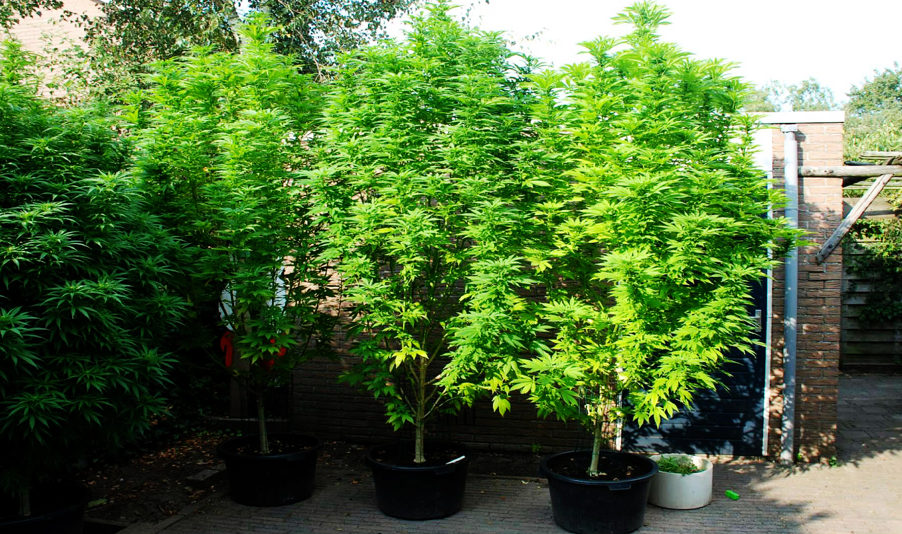 growing cannabis outdoors