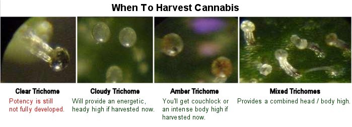 Stages of Trichome Development