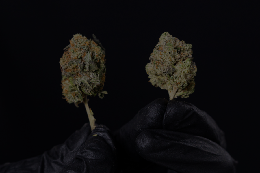 Wet vs. Dry Trimming: What You Need to Know