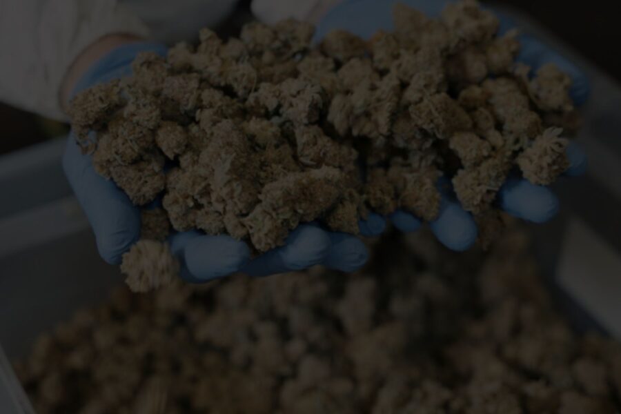 Types of Cannabis Harvesting & Processing Equipment
