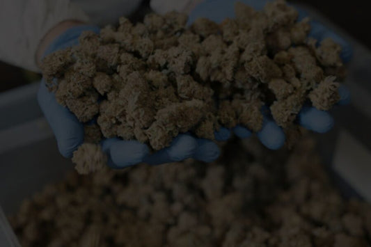 Types of Cannabis Harvesting & Processing Equipment