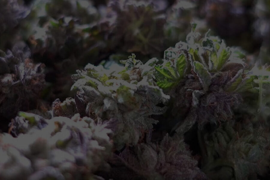 A Growers Choice: Wet vs Dry Trimming