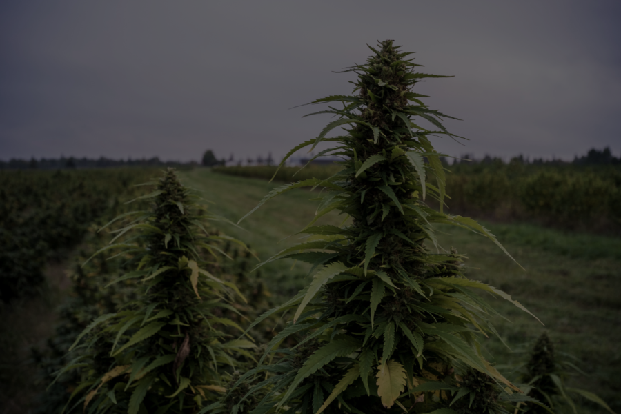 Protecting Your Hemp / Cannabis Harvest from Wildfire