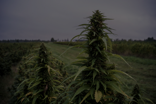 Protecting Your Hemp / Cannabis Harvest from Wildfire