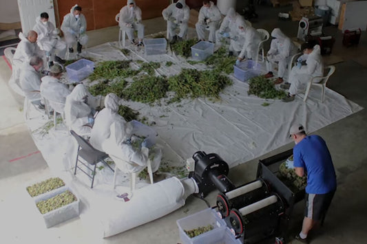 The Importance of Automation in the Cannabis Industry