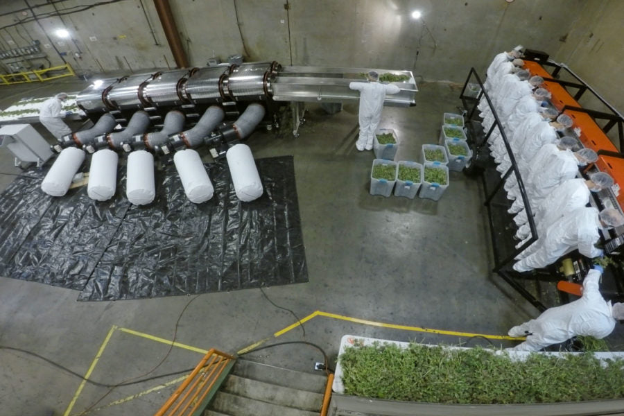 Cannabis Cultivation Scales Up