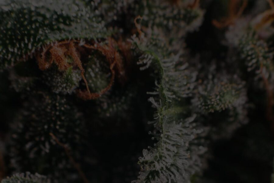 How to Time Your Harvest