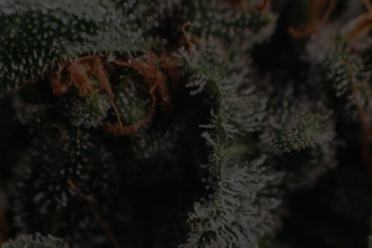 How to Time Your Harvest