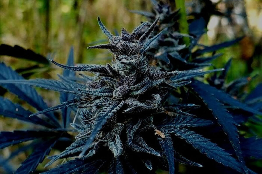 Captivating Cannabis Connoisseurs