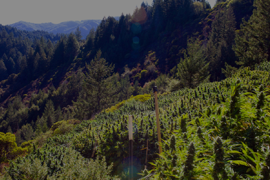The Enchanted Emerald Triangle
