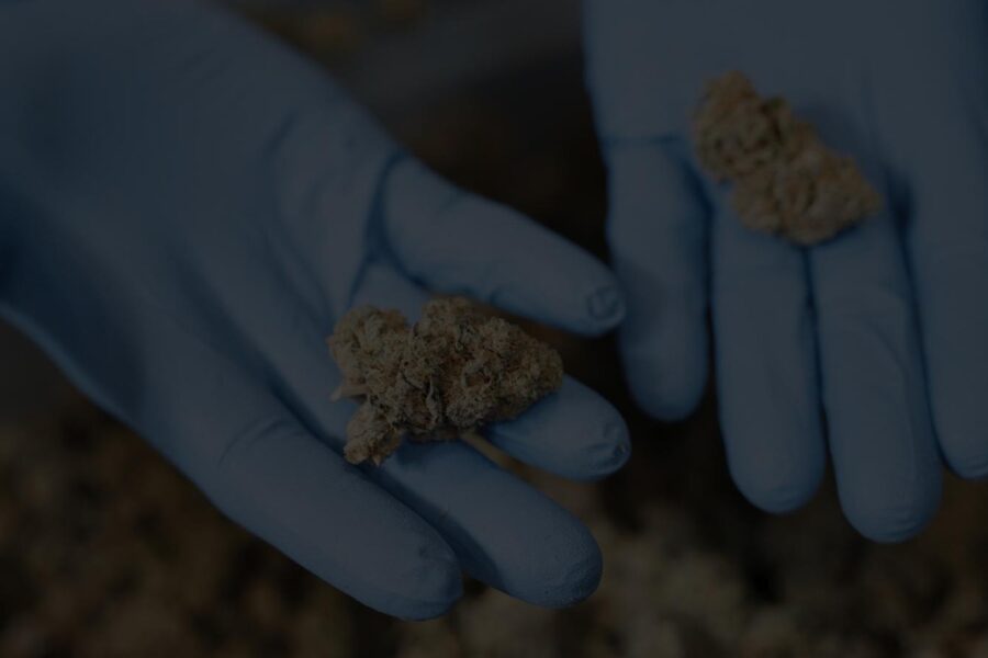 Why Machine Trimming is Recommended for Every Strain