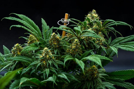 Common Plant Training Mistakes to Avoid