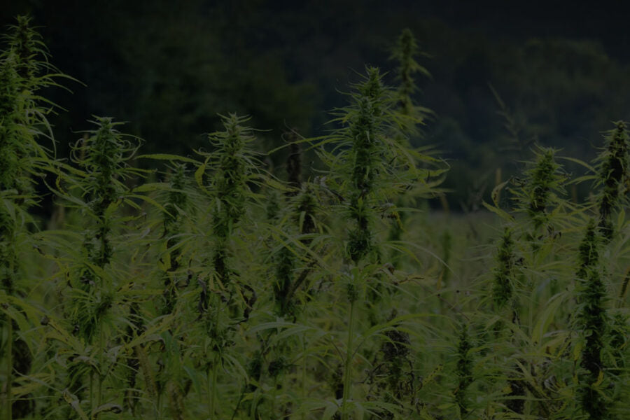 Industrial Hemp Harvesting Solutions