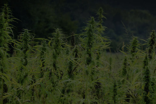 Industrial Hemp Harvesting Solutions