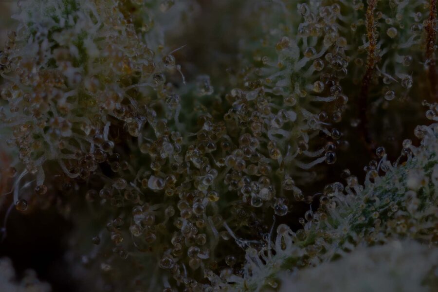 Types of Trichomes