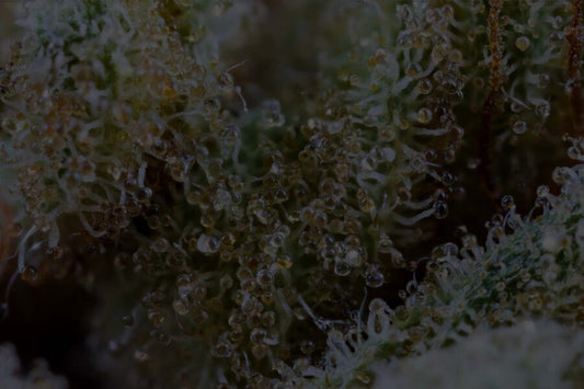 Types of Trichomes