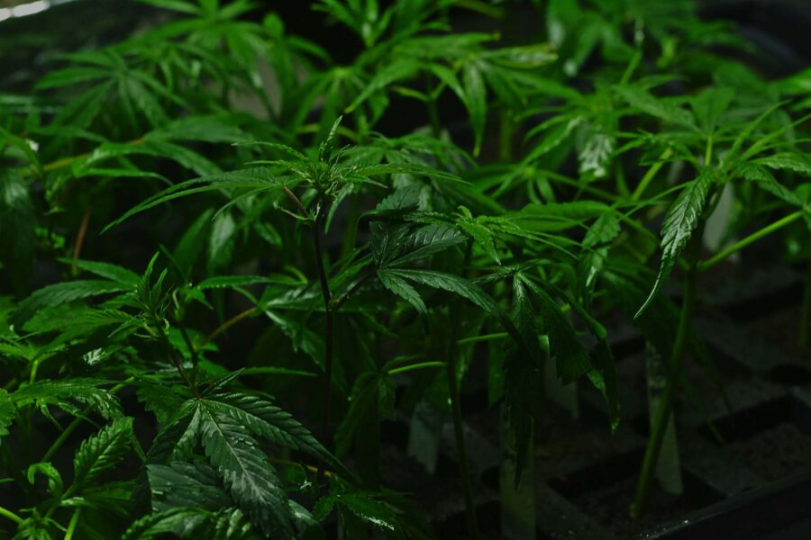 Seeds vs. Clones