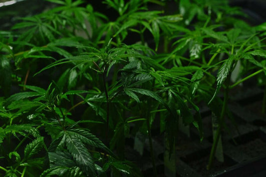 Seeds vs. Clones