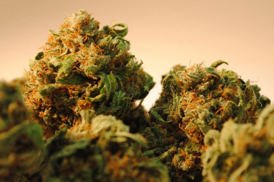 Preserving Aroma in Cannabis Strains