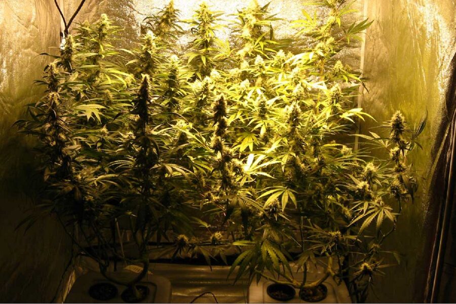 Growing Top Shelf Weed in a Grow Tent