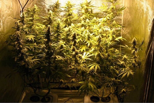 Growing Top Shelf Weed in a Grow Tent