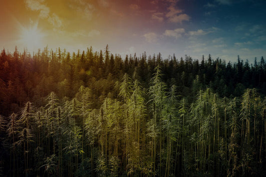 Harvesting Hemp: Cultivating a Cash Crop