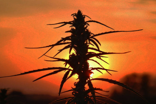 The healing power of hemp