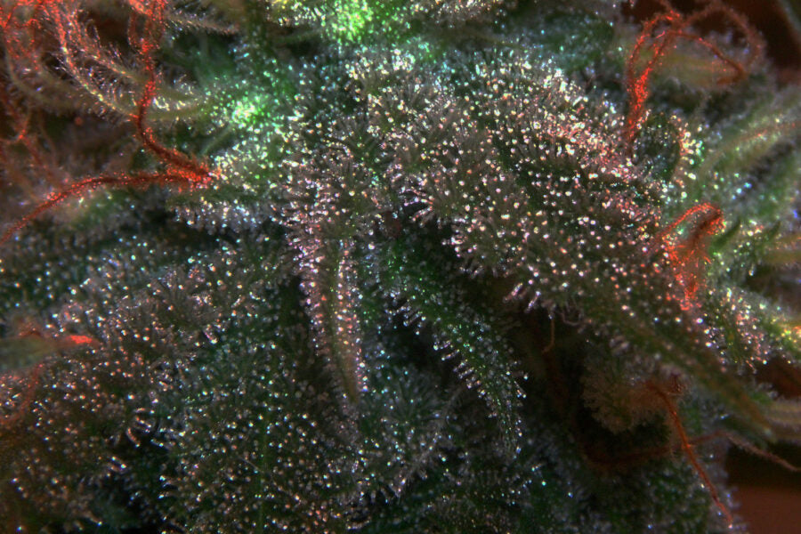 Kief collection: All that glitters is gold
