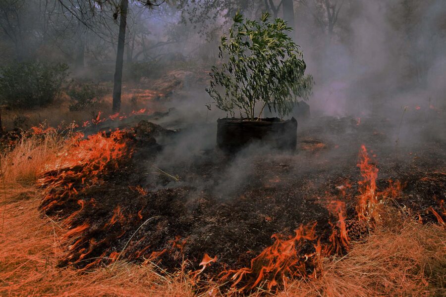 Harvest 2020 – Fire and Ice