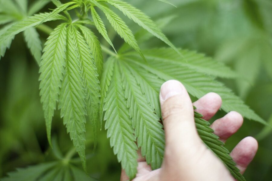 Cannabis Growers Shopping List