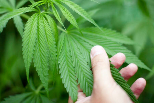 Cannabis Growers Shopping List