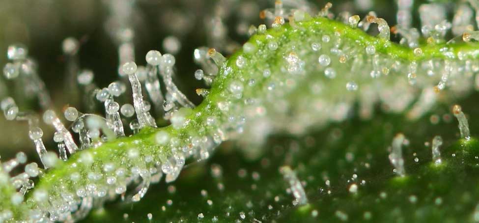 When to harvest cannabis trichomes are little mushrooms