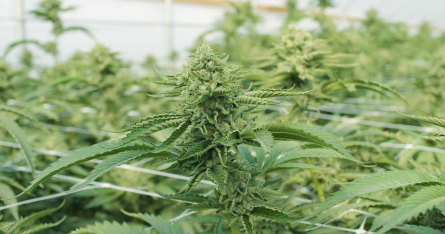 Cannabis Harvesting