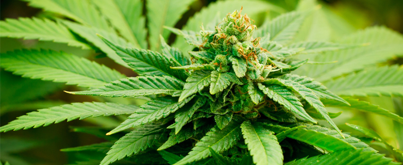 healthy cannabis plant