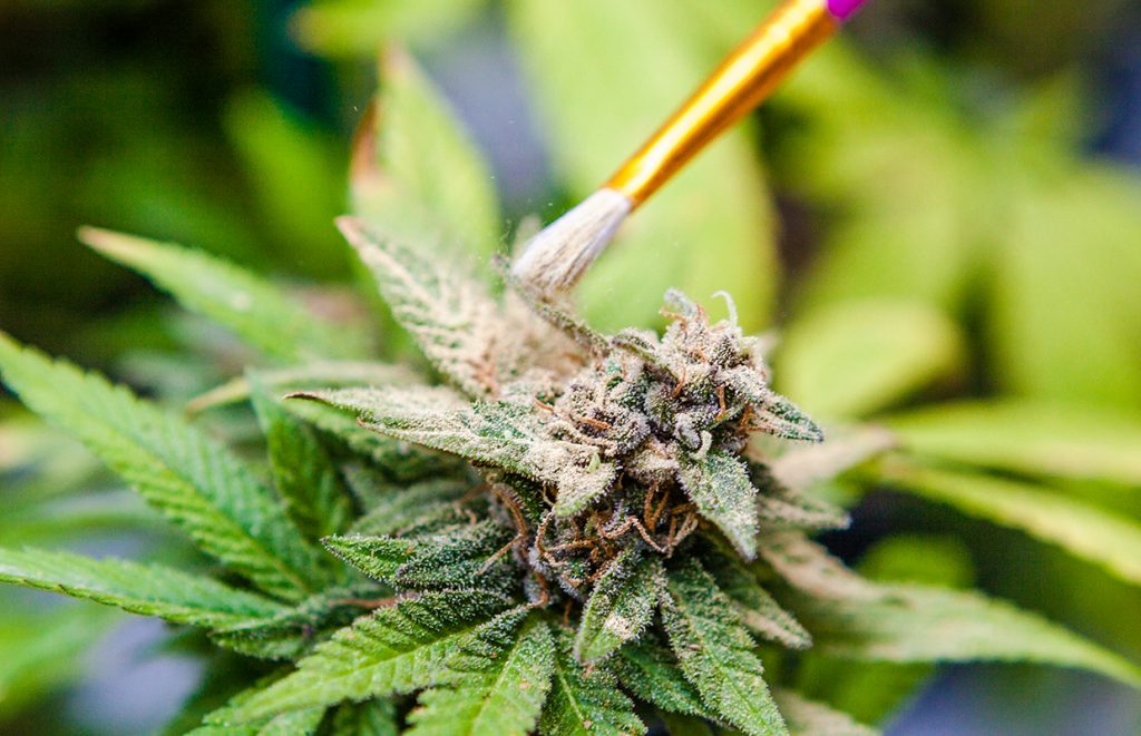 Brushing pollen on marijuana plant