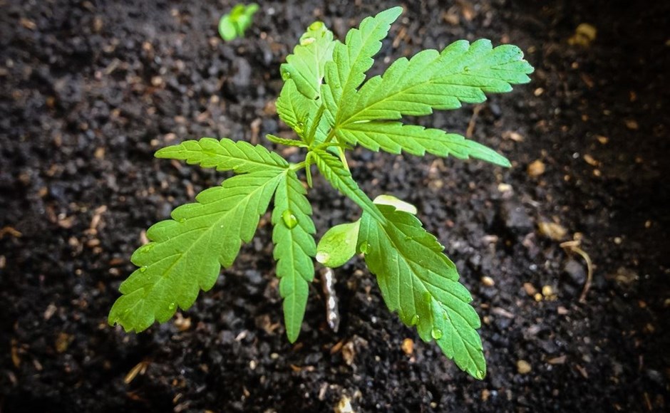 growing cannabis outdoors