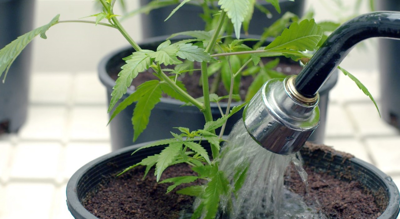 Sustainable Gardening Practices for Cannabis