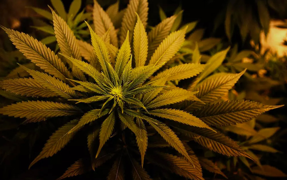 Challenging cannabis strains