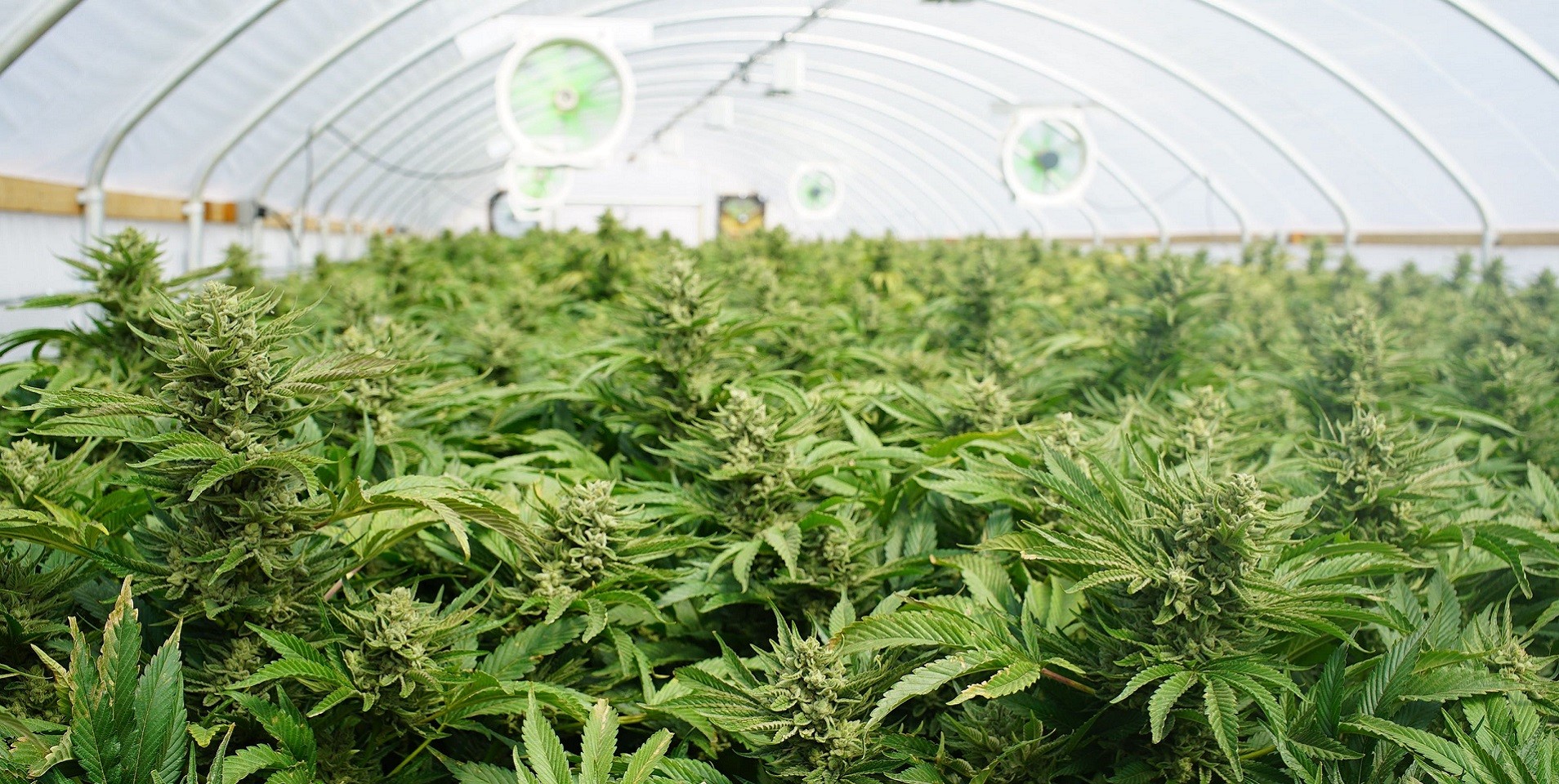 Do’s and Don’ts of Commercial Cannabis Harvesting