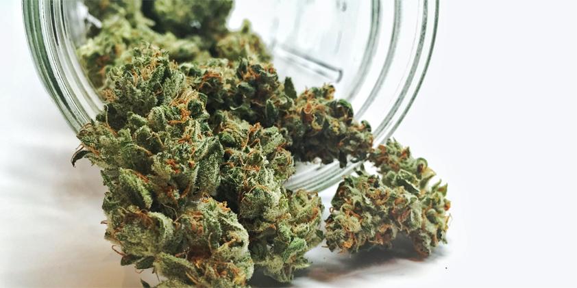 Growing quality cannabis