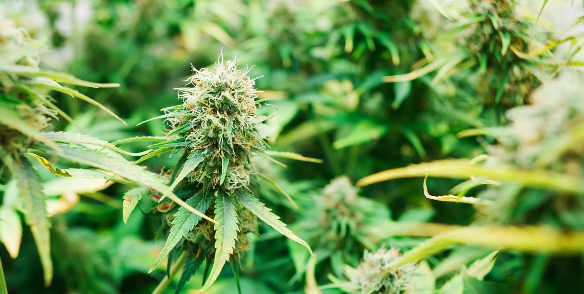 How to Grow Autoflowering Cannabis Plants