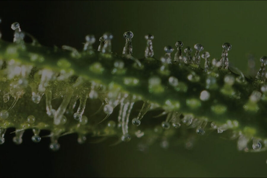 The Different Stages of Trichome Development
