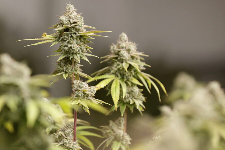5 Tips for Growing Cannabis at Home