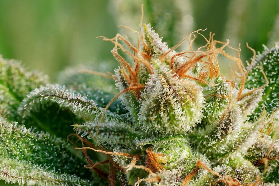 How to Feed Your Trichomes