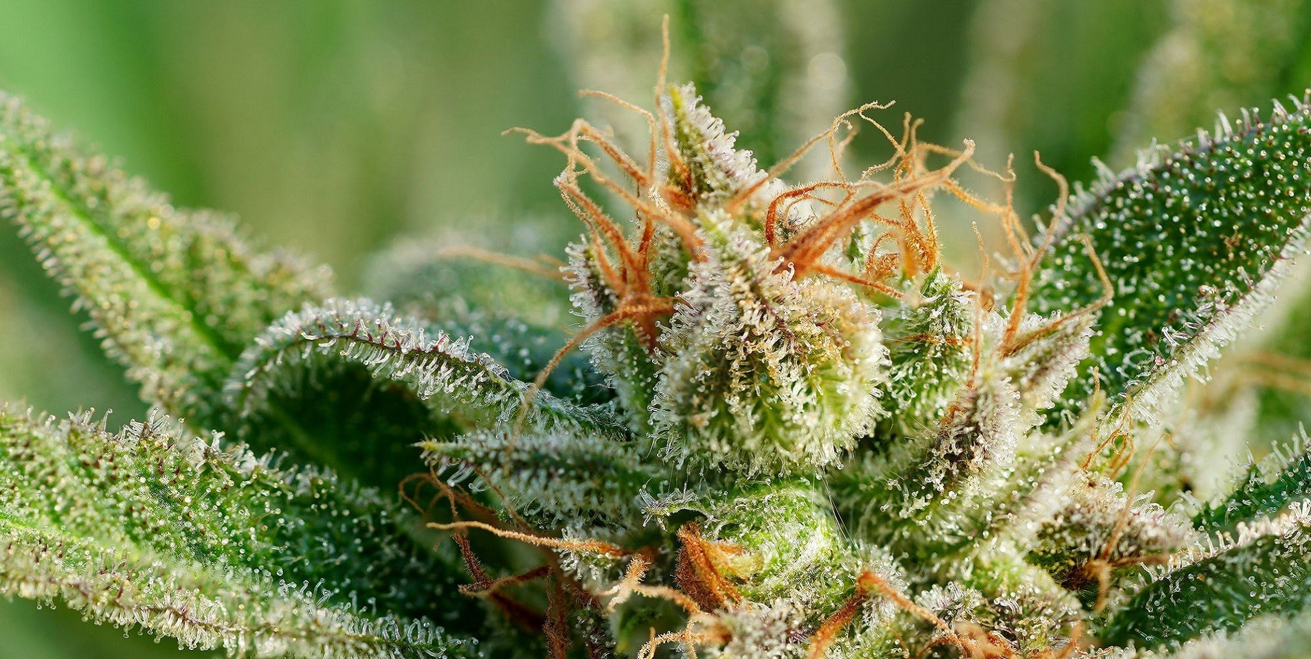 How to Feed Your Trichomes