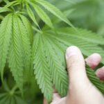 Cannabis Growers Shopping List