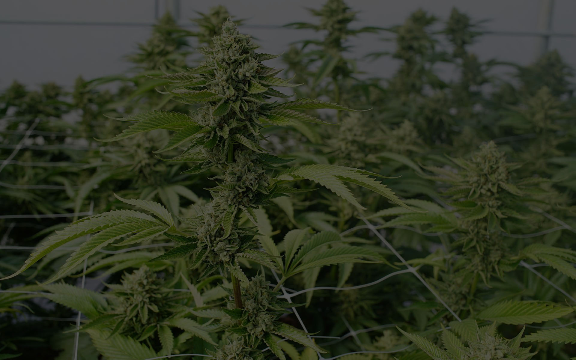 5 Challenging Cannabis Strains to Grow